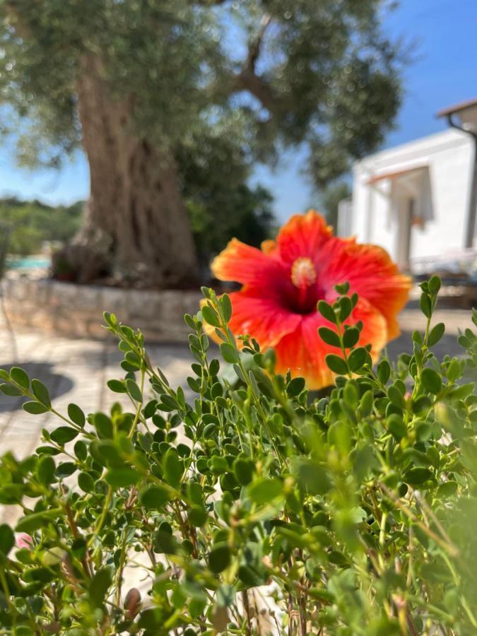 Masseria I Raffi B&B โมโนโปลี ภายนอก รูปภาพ